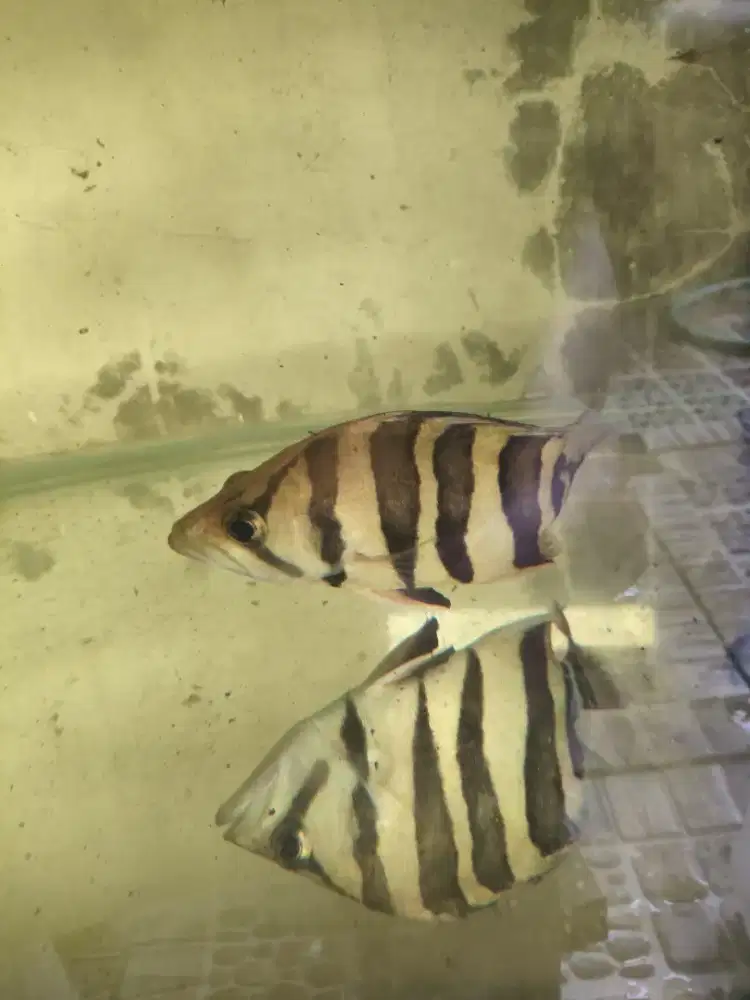 Ikan datz tiger sumatra