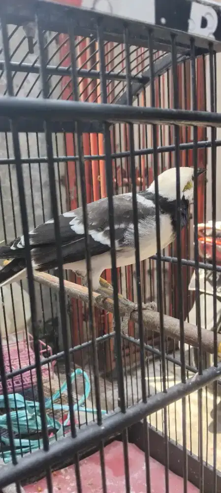 Jalak hongkong gacor