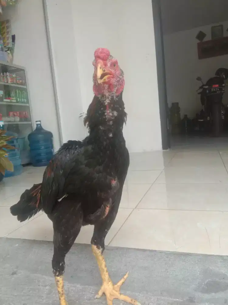 Ayam bangkok hitam