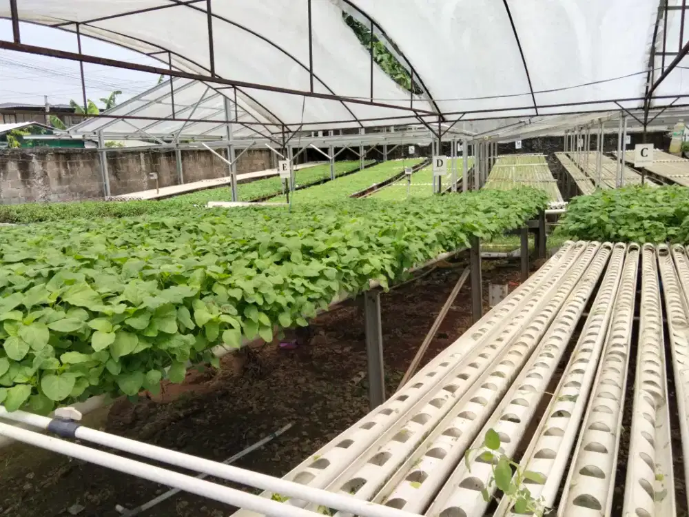 Dibutuhkan anak buah kebun hidroponik