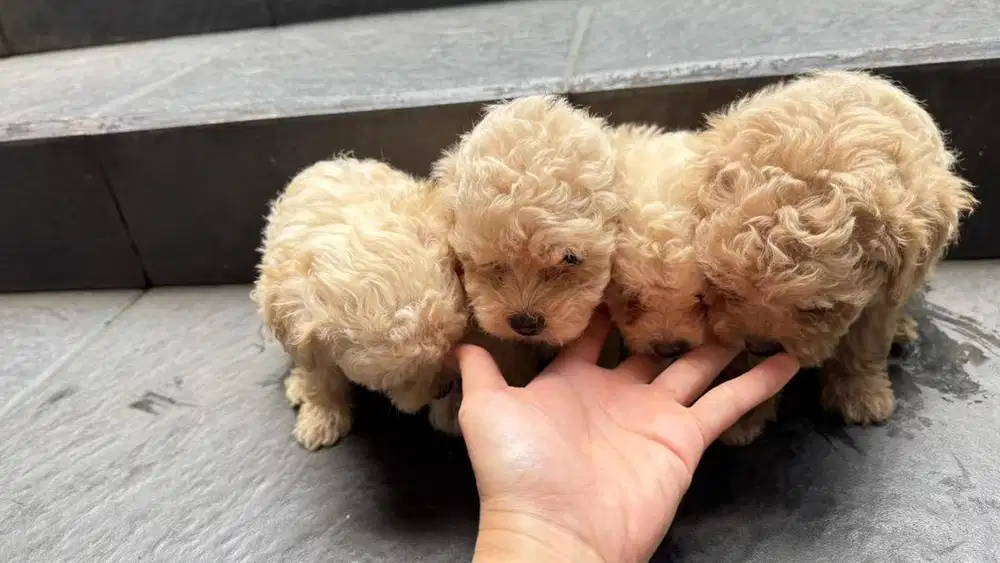 Jual Baby Toy Poodle MURAH!