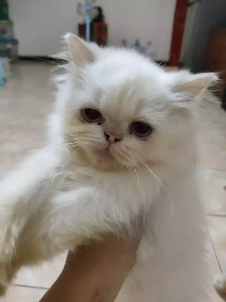 Lepas Adopsi flatnose