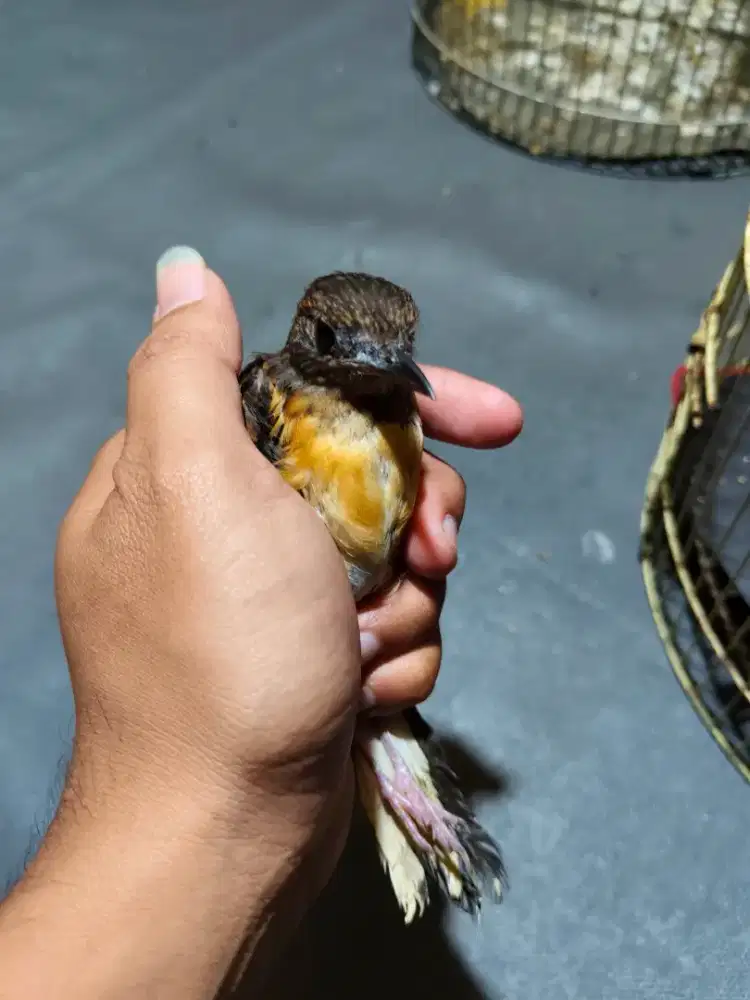 Murai trotol Prediksi Jantan Tulen