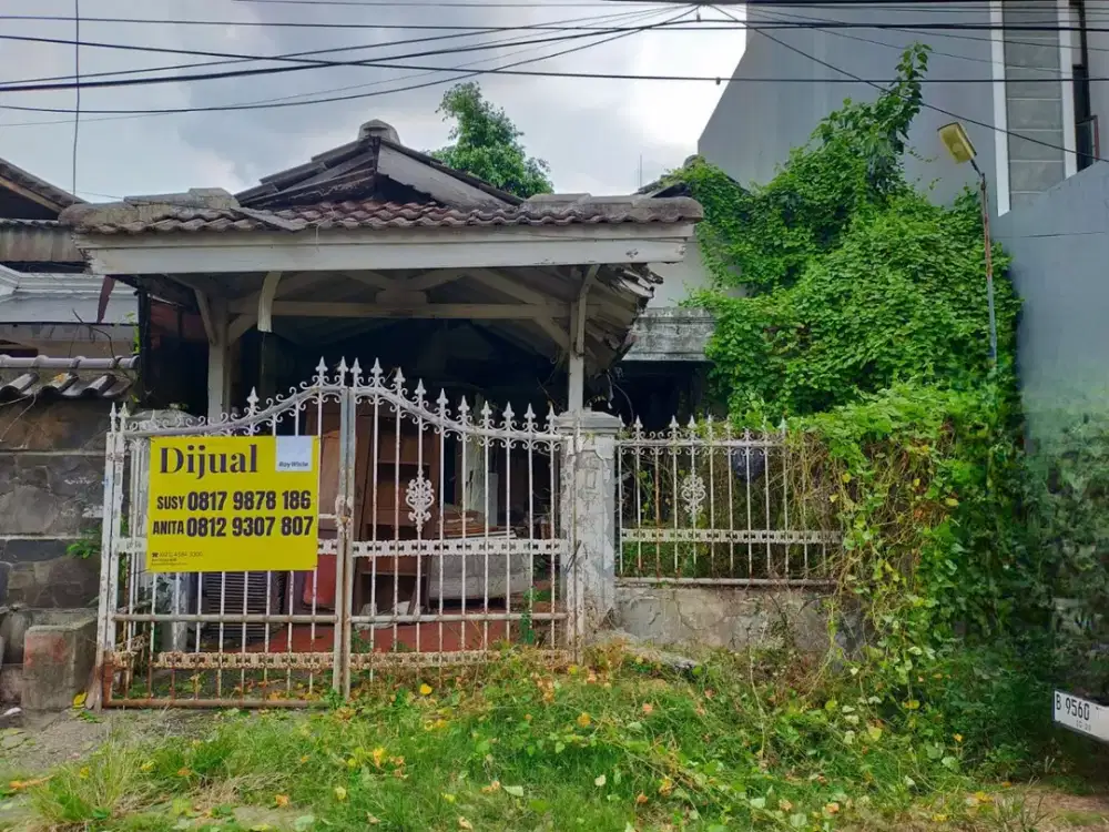 Dijual Kelapa Puyuh Tinggal Tanah