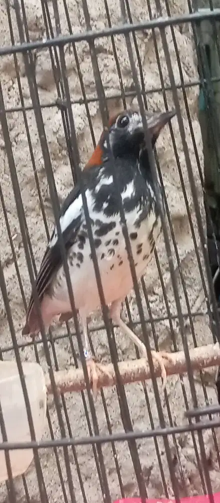 Anis kembang menteng