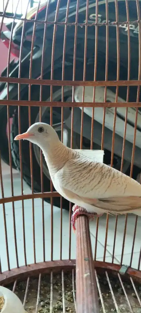 Jual burung perkutut golden putih mata merah gacor dan murah