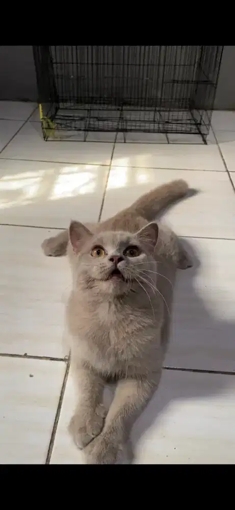 Kitten BSH Fawn Solid. Betina