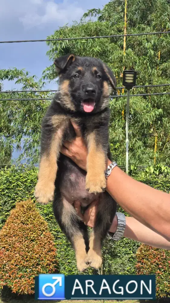 Pupies gsd ( bogor)