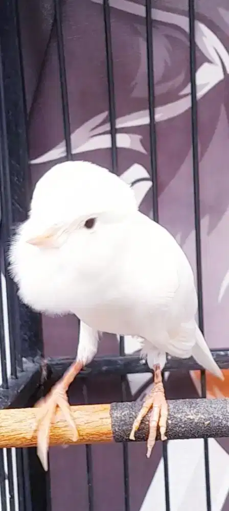 BURUNG KENARI PUTIH GACOR ISIAN PULSET