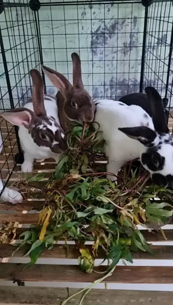 Kelinci Pure Rex Brown Otter