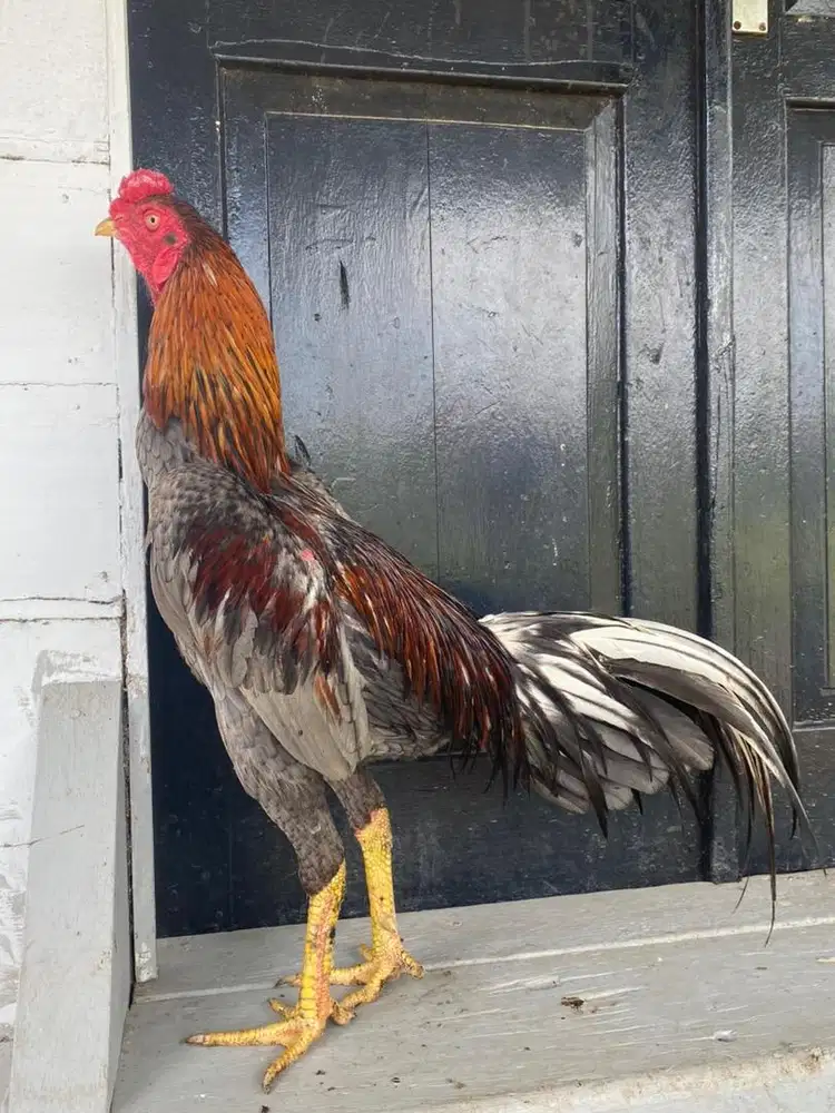 Ayam bangkok selatan X bangkok klasik