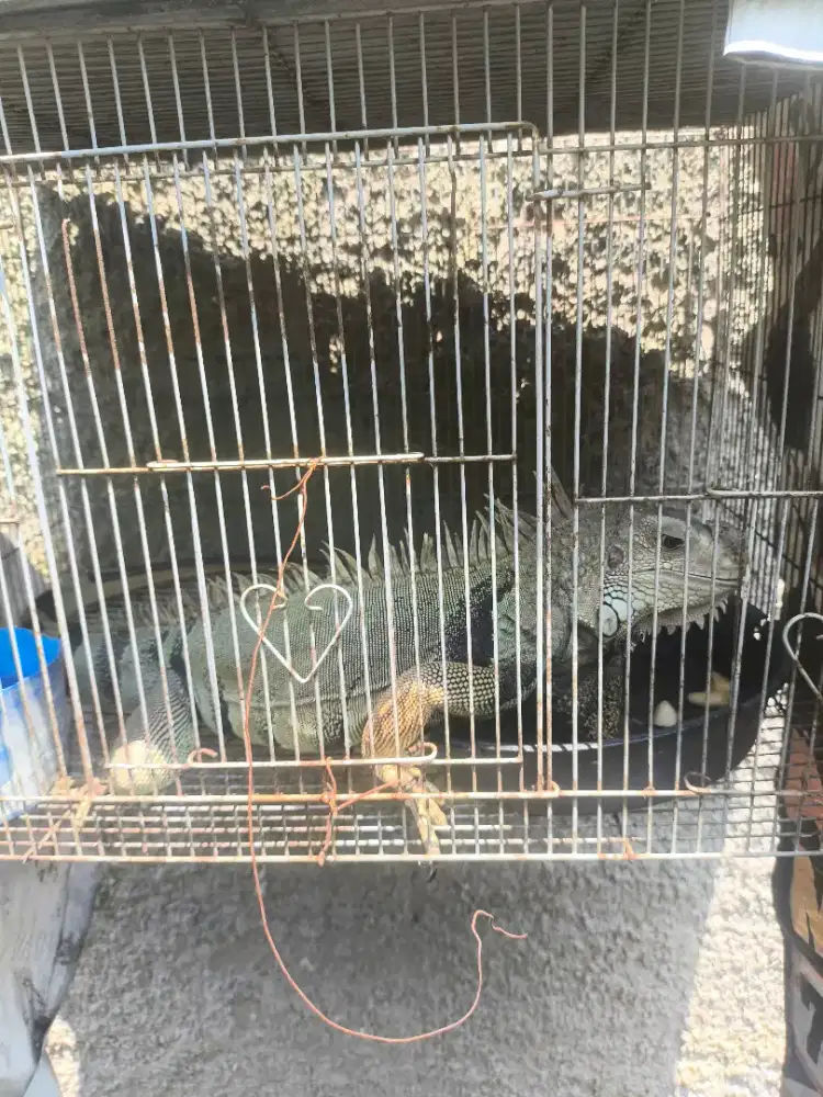 Bismillah Di Jual Green Iguana