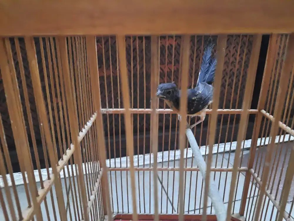 Trotol murai batu medan jantan