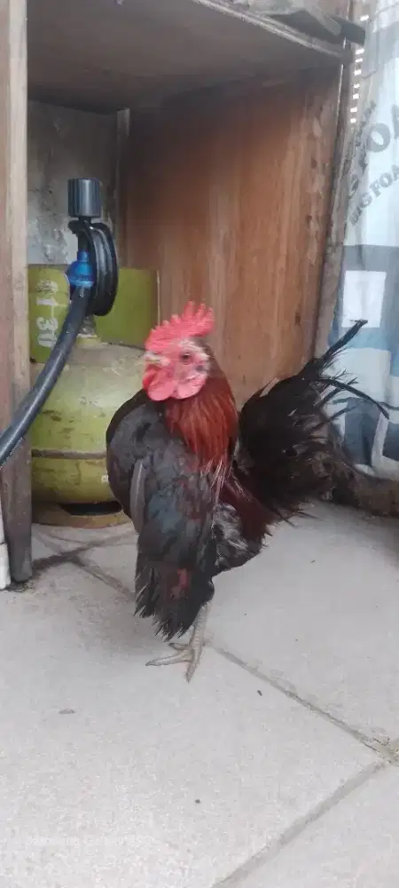 Ayam serama jantan sudah siap kawin