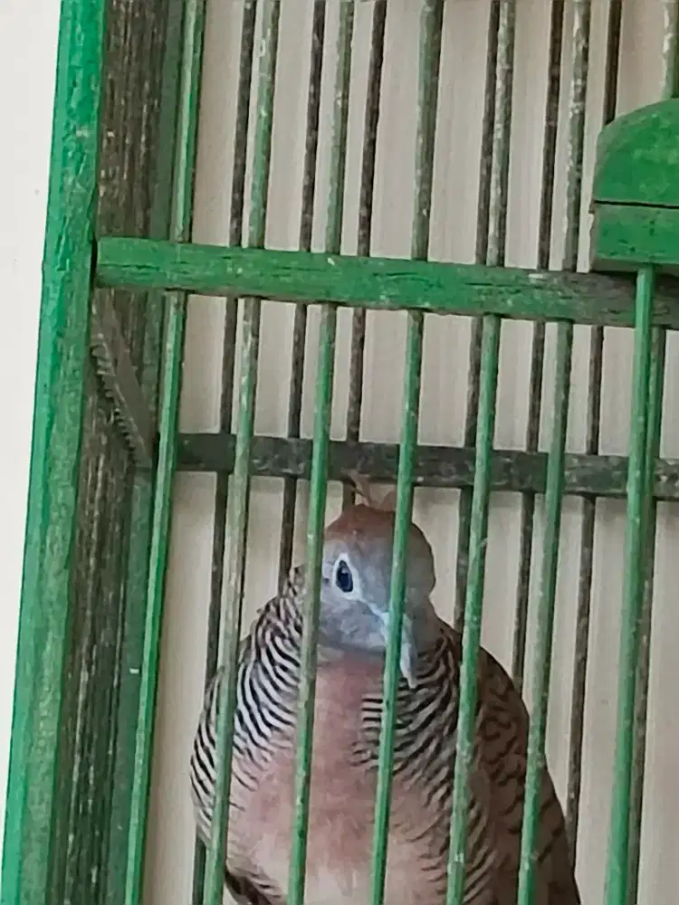 Perkutut lokal songgoratu asli