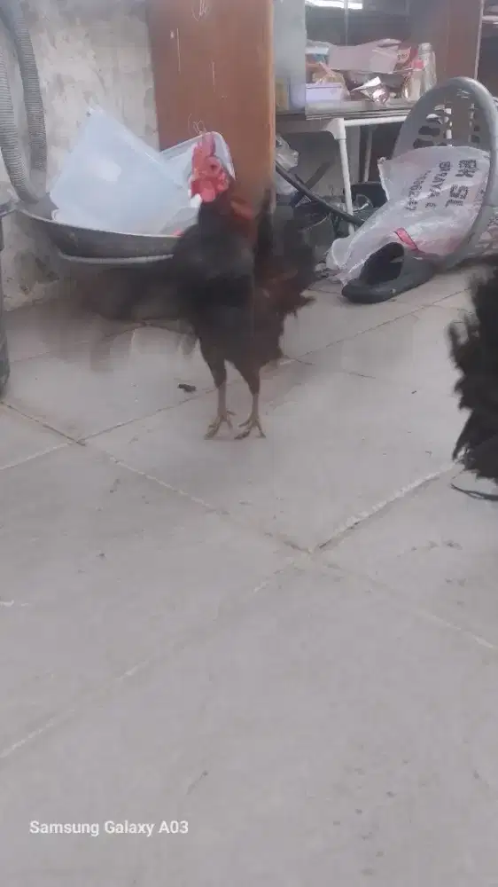 Ayam serama 1 psang prospek