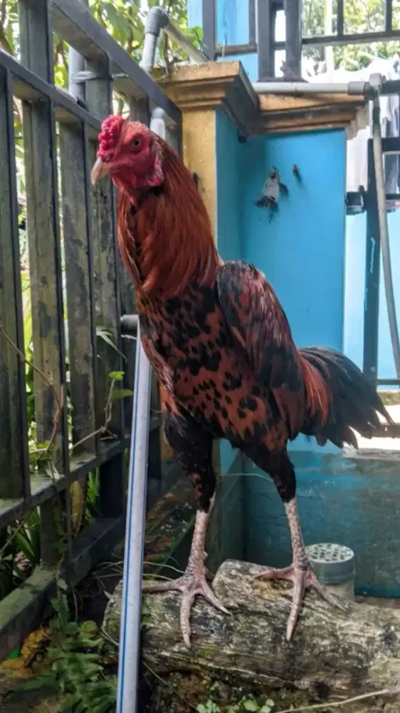 Ayam jago pama / Mangon