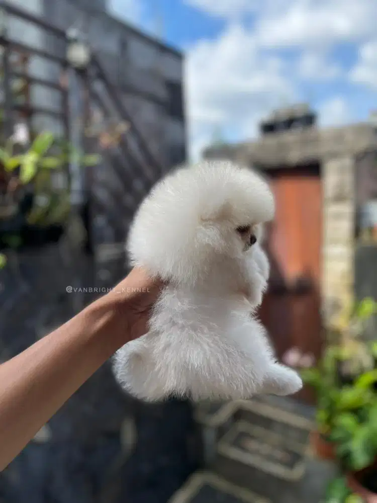 Pomeranian Betina
