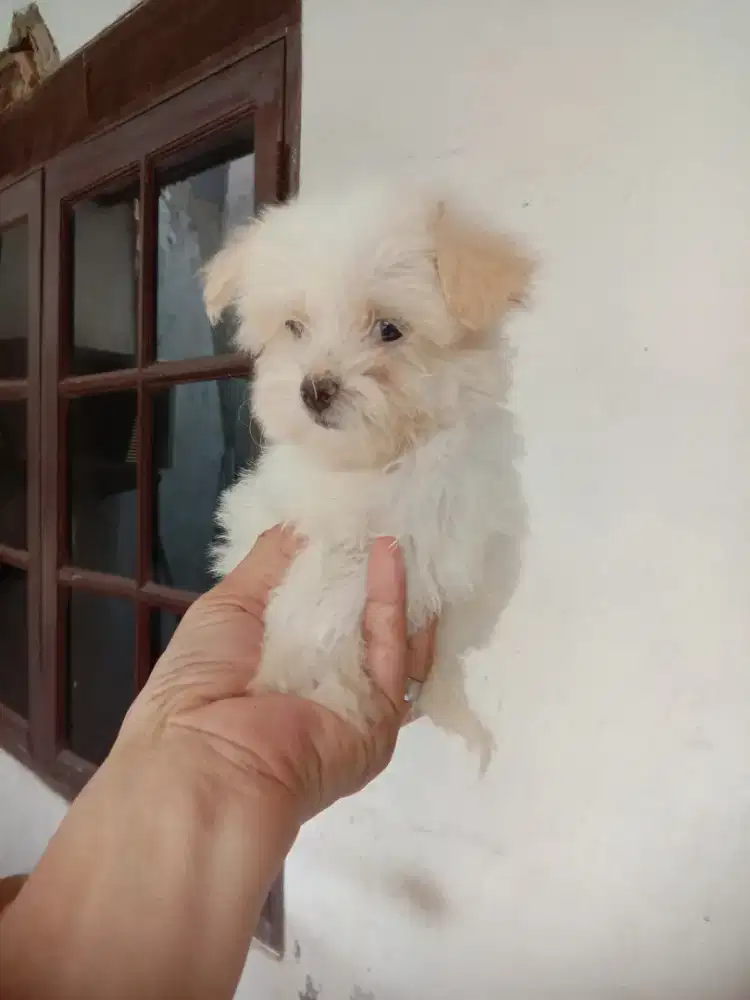 Mini Maltese jantan 2 bln.