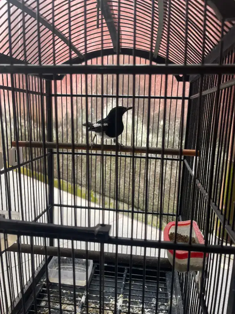 Kacer rawatan rumahan