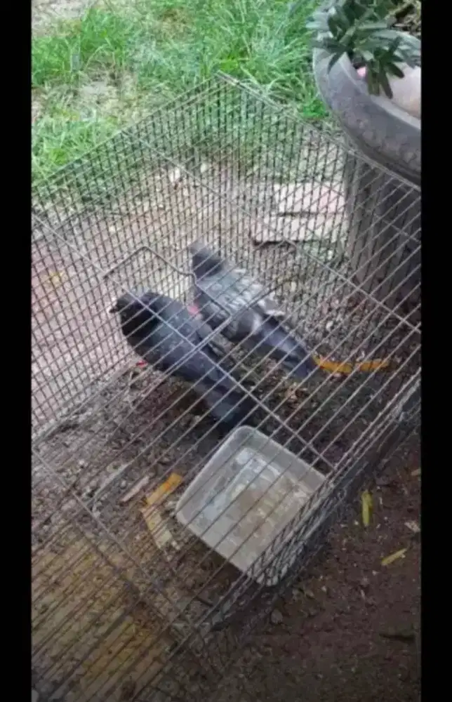 Dijual murah 3 ekor merpati, sehat,gemuk.