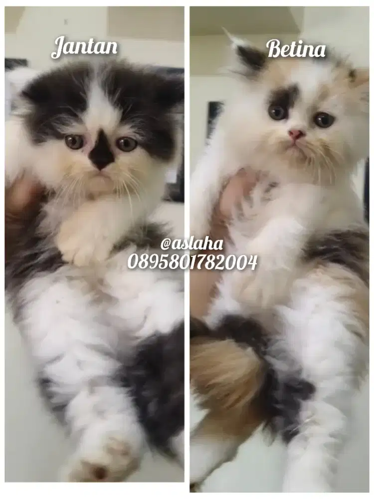 Anak kucing anggora/kitten persia jantan/kucing rpersia betina