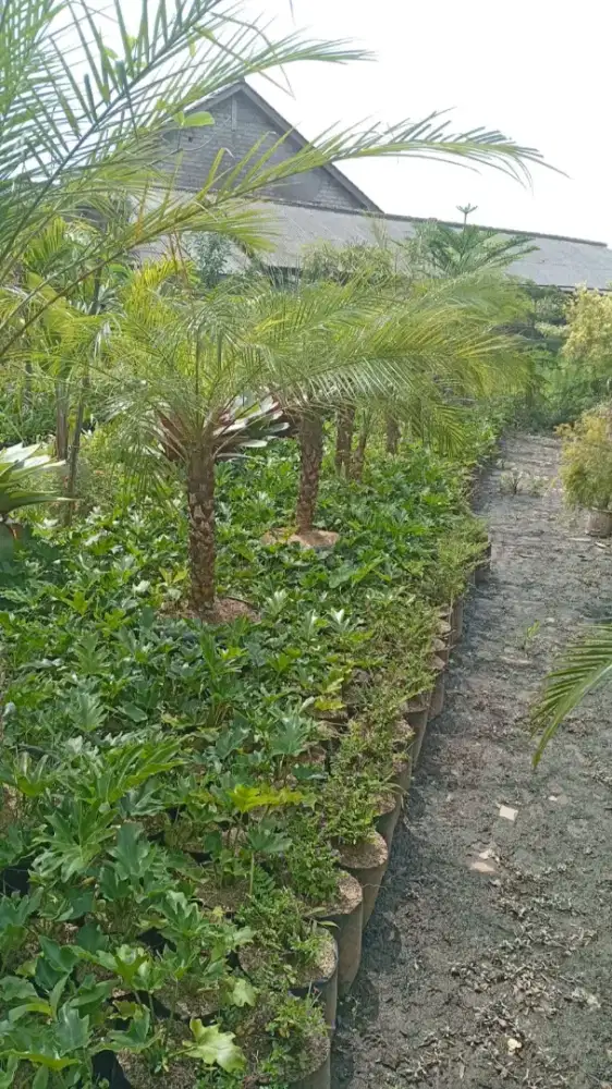 Tanaman Palem Phoenix