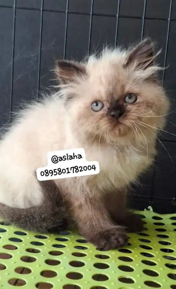Kucing himalaya cemong /kitten ragdol betina /kucing ragdol himalaya
