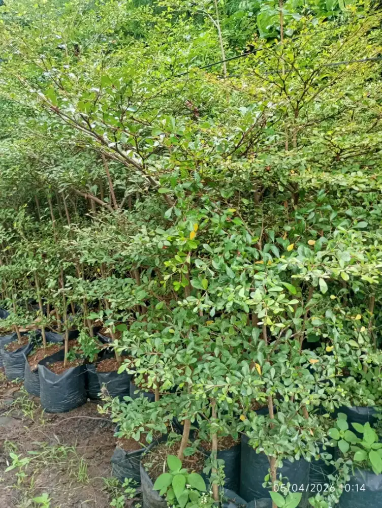 Ketapang kencana tinggi 1 meter