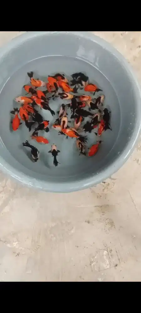 Koki Panda & Trico Jawa 40 ekor