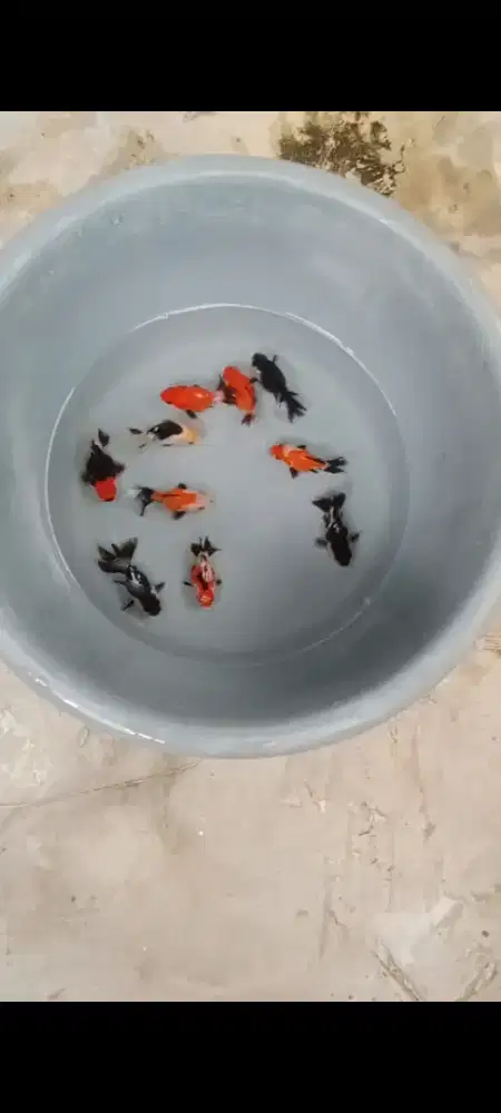 Koki Panda& Trico jawa