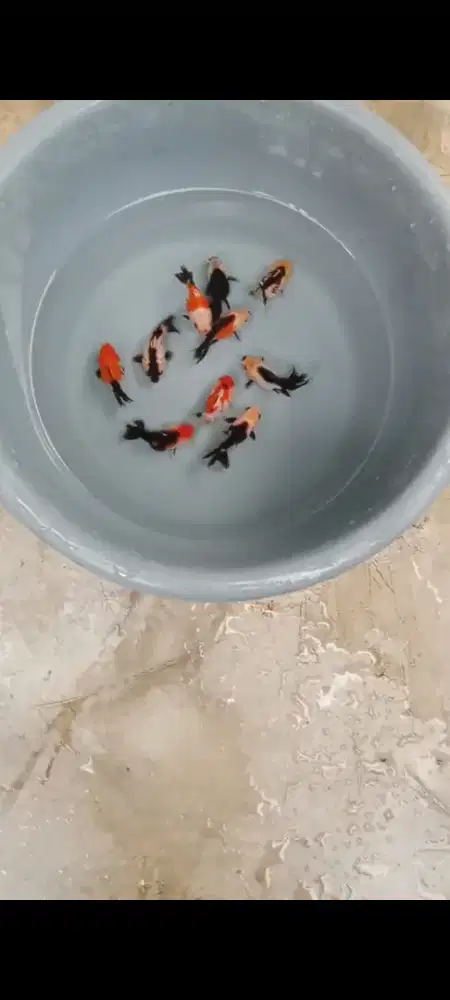 Koki Panda, Trico & Rw