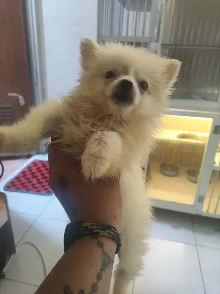 Super mini pom snow white jantan 3bln up