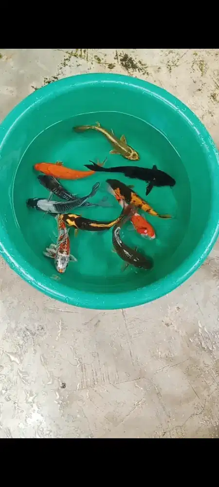 Koi mix 10 ekor