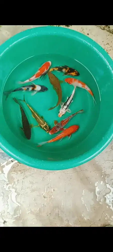 Koi mix 10 ekor