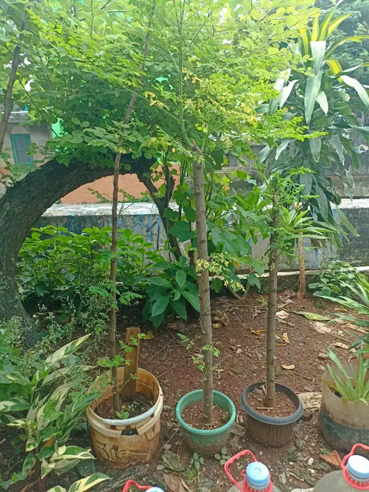 Pohon kelor utk obat dan penangkal ghoib