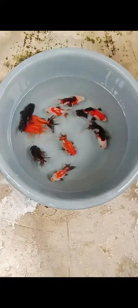 Koki Panda & Tricolor