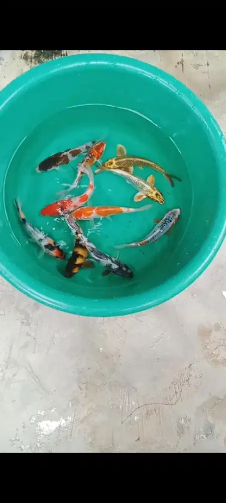 Koi mix  Unik- Ori an 10 ekor