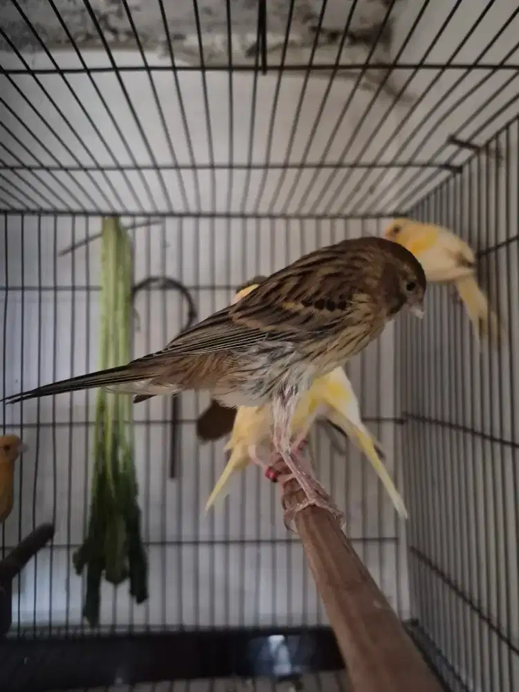 Kenari Paud AF Sepasang