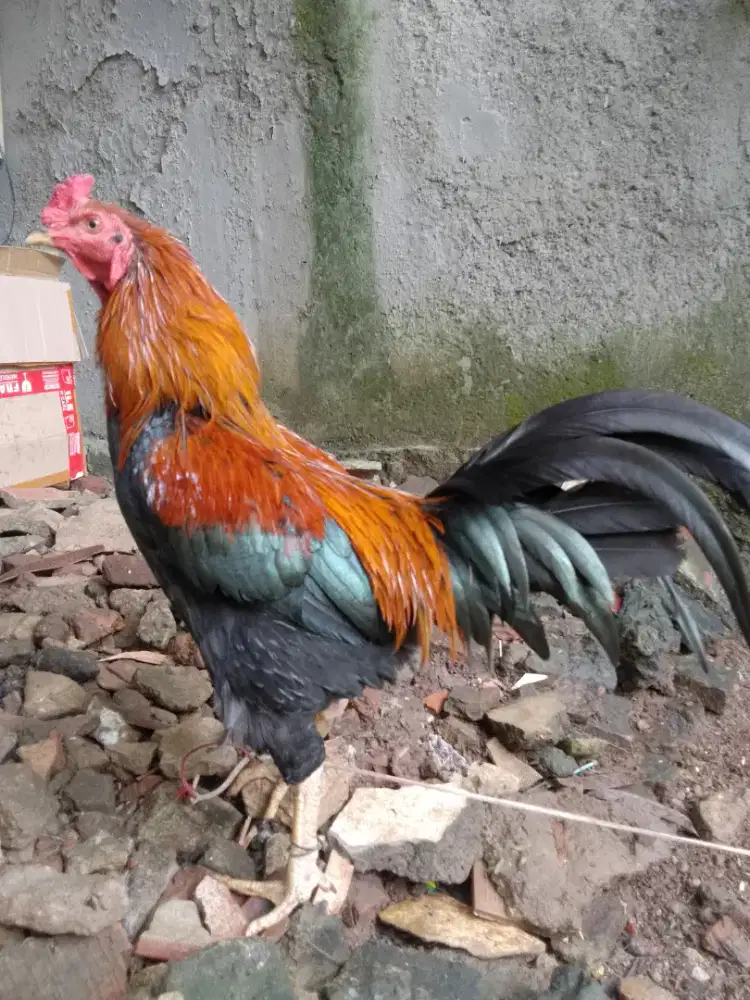 Ayam Bangkok umur 2thn sehat