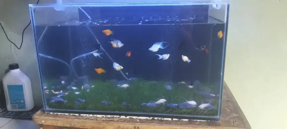 Aquarium Full set angkut semua