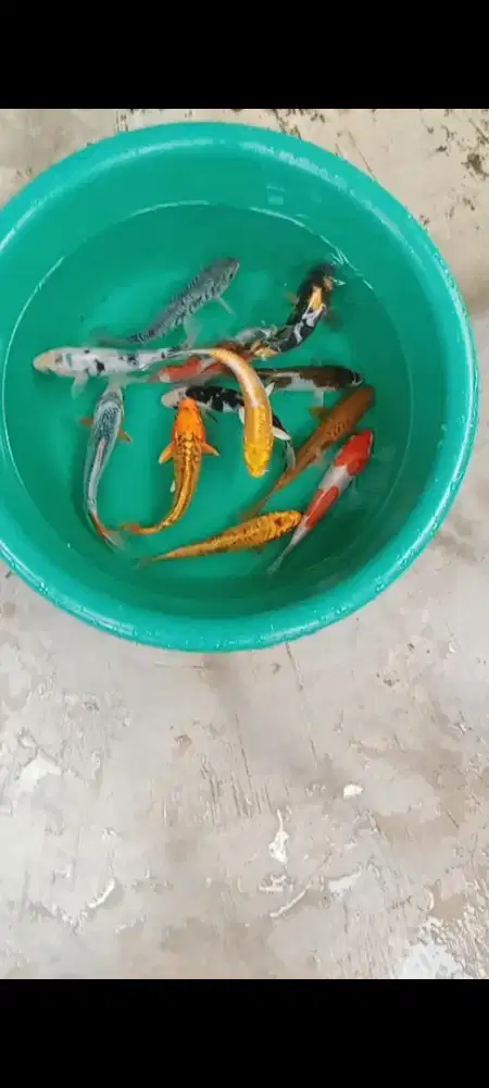Koi mix size 16-17 cm