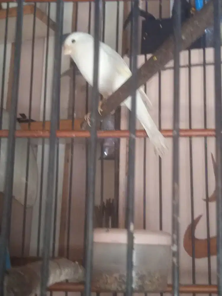 Dijual kenari loper betina putih pocong,siap ternak mulus no minus.