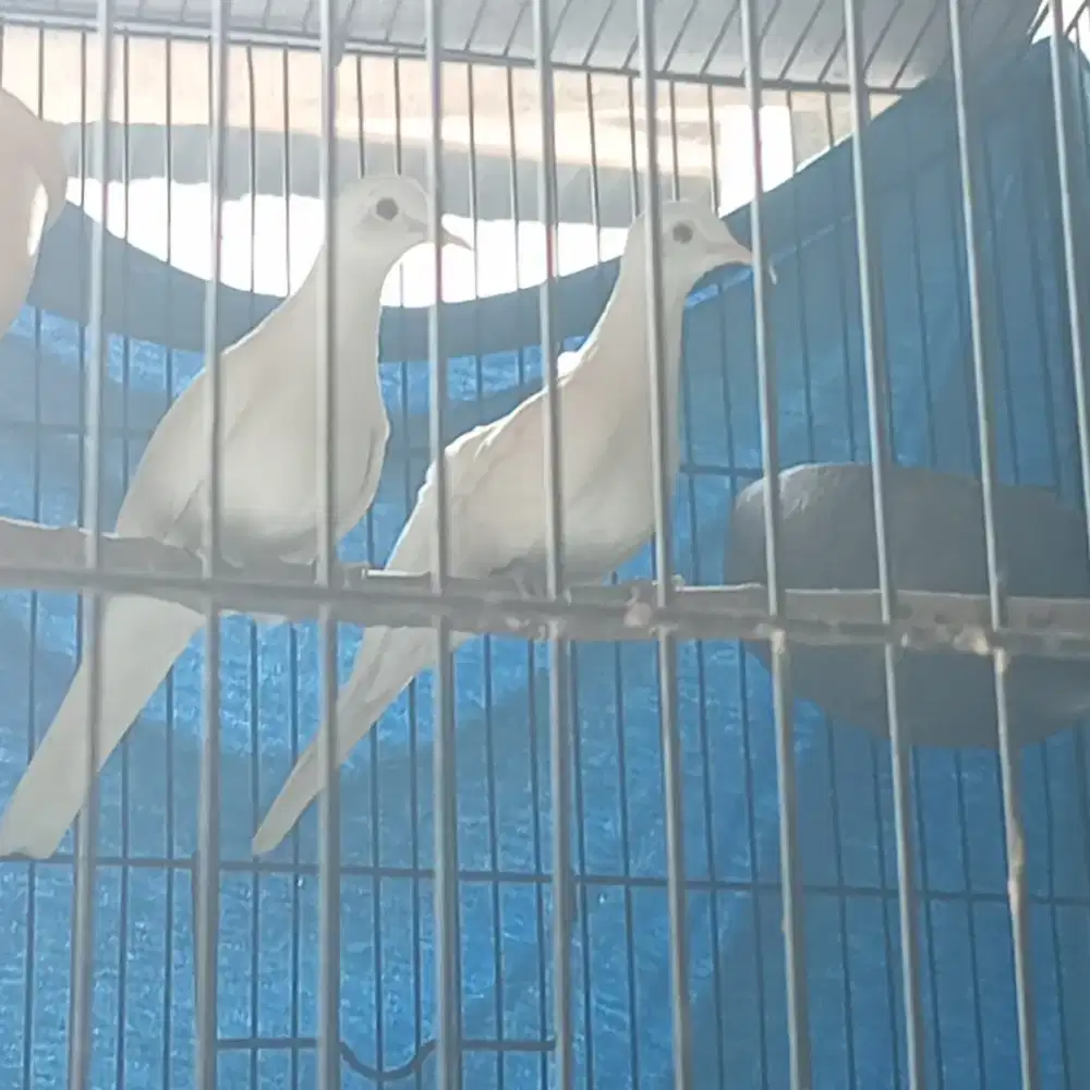 PERKUTUT PUTIH KAPAS