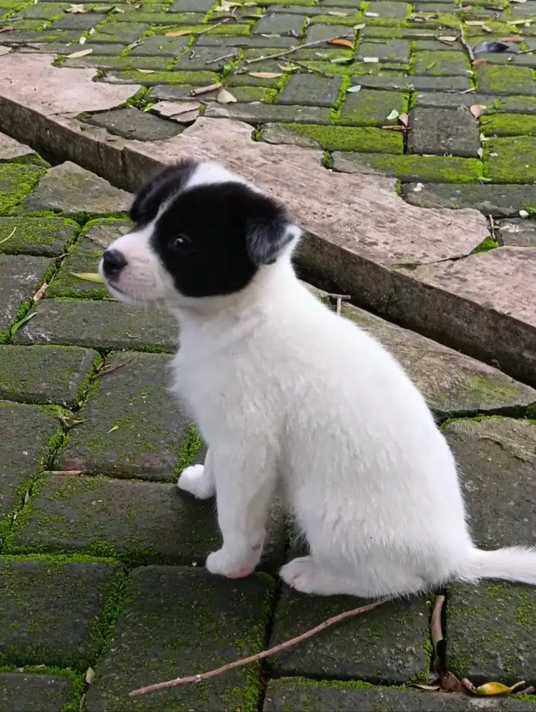 Dicari Jasa Titip Doggy