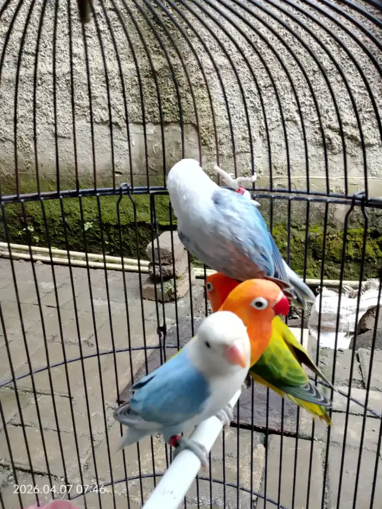 Lovebird balibu
