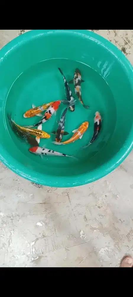 Koi mix 10 ekor