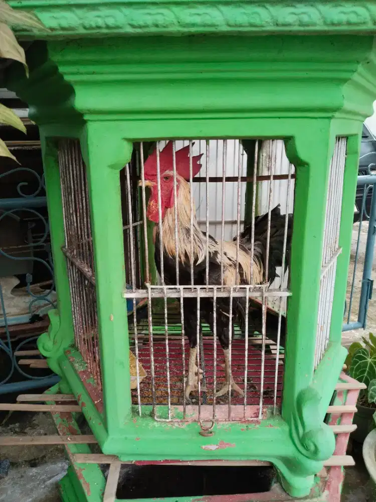Ayam pelung + kandang beton besar