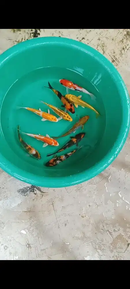 Koi mix 14-5 cm