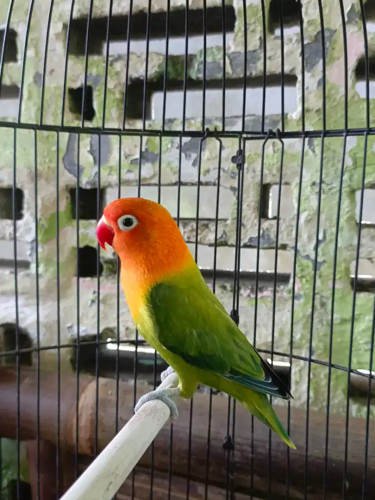 burung lovee bird biola green